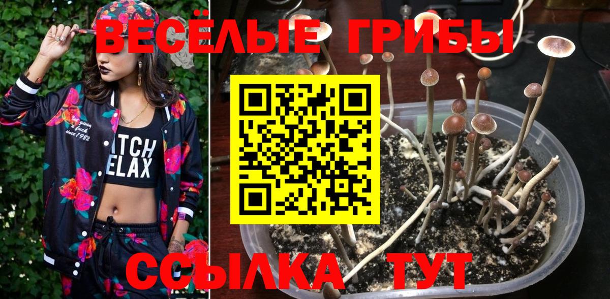 Псилоцибиновые грибы Cubensis Бузулук